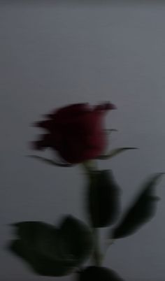 a single red rose is shown in the blurry image