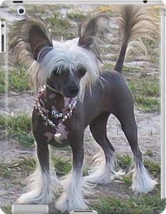 a small dog standing on top of a grass covered field