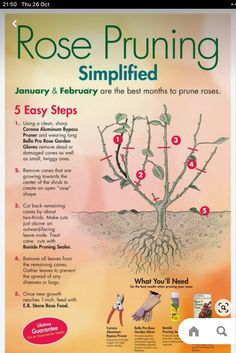 a poster with instructions on how to use the rose pruning