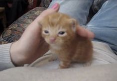 an orange kitten sitting on top of someone's lap with its hand in the air