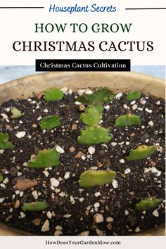 how to grow christmas cactus