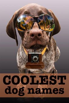 a dog with sunglasses and a camera in front of the words i'm cool