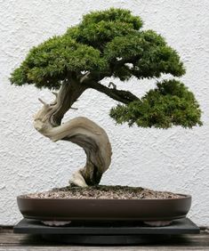 a bonsai tree in a pot on a table