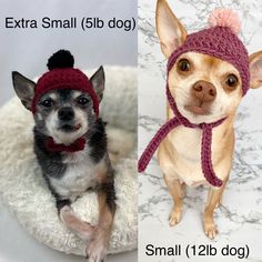 two small dogs wearing knitted hats and scarves