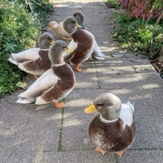 four ducks are standing on the sidewalk near some plants