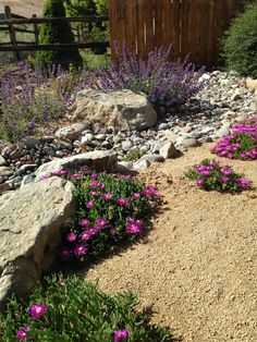 purple flowers are growing in the rocks and gravel near a rock garden area with a wooden fence