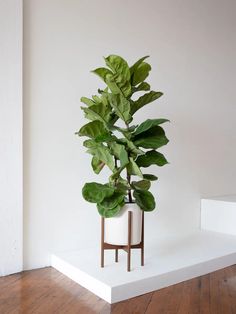 a potted plant sitting on top of a white shelf next to a wooden floor