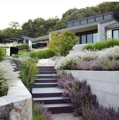 an outdoor garden with steps leading up to the house and lavender bushes on either side