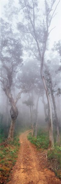 a dirt road surrounded by trees in the fog