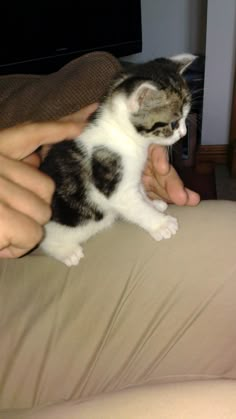 a person is holding a small kitten in their lap