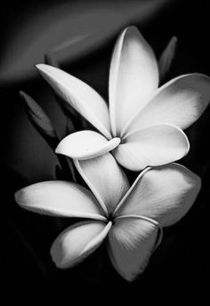 black and white photograph of three flowers