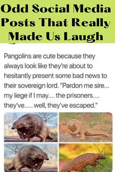 an advertisement with pictures of different animals and words on the front page, including text that reads odd social media posts that really made us laugh