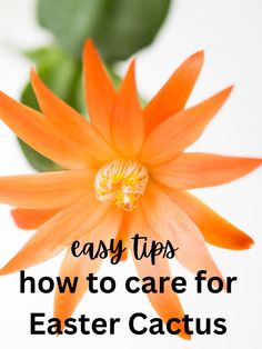 a blooming easter cactus Easy Indoor Plants, How To Water Succulents, Easter Cactus, Thanksgiving Cactus, Holiday Cactus, Maidenhair Fern, Indoor Flowering Plants, Indoor Cactus, Cactus Care