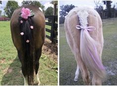 two horses with braids and flowers in their hair