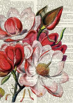 a drawing of flowers on top of an old book page with words in the background