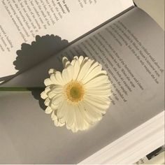 a white flower sitting on top of an open book next to it's shadow