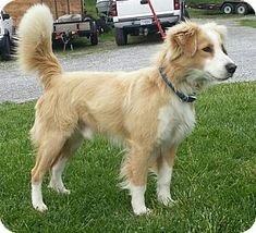 a brown and white dog standing in the grass