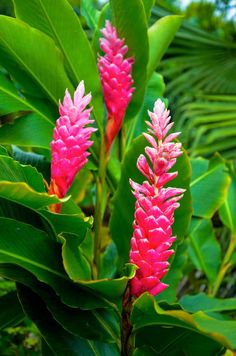 the pink flowers are blooming on the green leaves