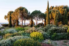 trees and shrubs are in the foreground with water in the background