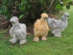 three chickens standing next to each other in the grass