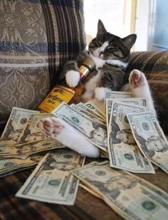 a cat sitting on top of a couch next to stacks of money and a bottle