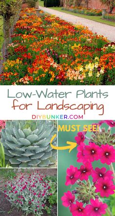 different types of flowers in the garden with text overlay that reads low water plants for landscaping