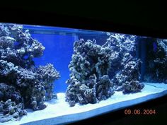 an aquarium filled with lots of different types of corals