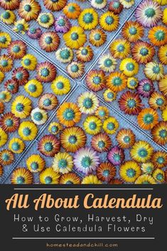 colorful flowers with the title all about caledala how to grow, harvest and use caledala flowers