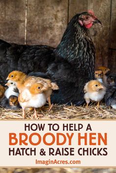 a group of chickens standing next to each other on top of dry grass and straw