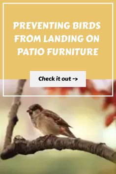 a bird sitting on top of a tree branch with the words preventing birds from landing on patio furniture check it out