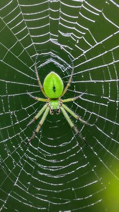 a green spider sitting on top of a web