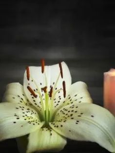 a candle and some white lilies on a black table with the light shining down