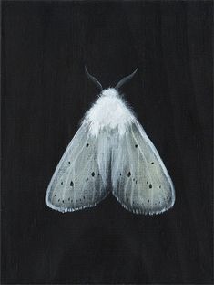 a painting of a white moth on a black background, with the wings spread out