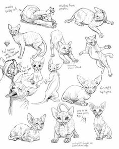 some drawings of cats that are all different sizes and shapes, including the cat's head