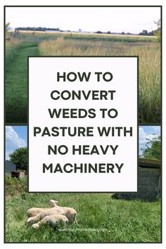 two sheep laying in the grass next to a sign that says how to convert weeds to pasture with no heavy machinery