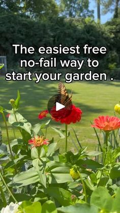 a butterfly sitting on top of a red flower next to green grass and flowers with the words, the easyest free no - fail way to start your garden