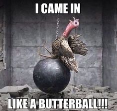 a turkey sitting on top of a ball with the caption i came in like a butterball