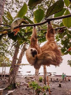 a sloth hanging upside down from a tree