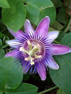 a purple flower with green leaves around it