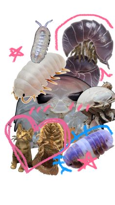 a big collage of different isopods and rolly pollies one is a cat and giant sea isopod togwther with a heart around them Mood Board, I Love, Collage