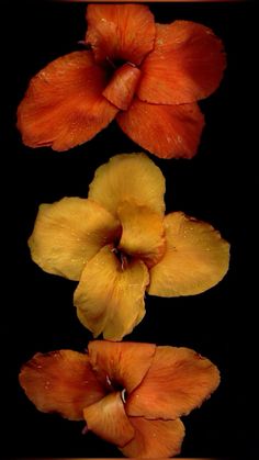 three orange and yellow flowers on a black background