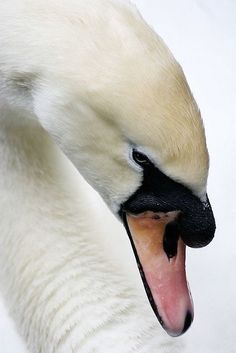 a white swan with it's mouth open and tongue out