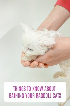 a person holding a white cat in their hands with the caption things to know about bathing your ragdol cats