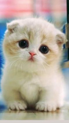 a small white kitten sitting on top of a floor