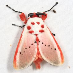 a red and white moth sitting on top of a white surface