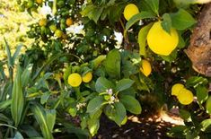 some lemons are growing on the tree outside