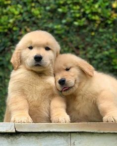 two puppies sitting on top of a wooden box