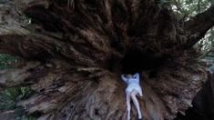 a person is standing in the middle of a large tree