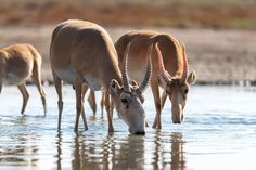 three antelope drinking water from a pond