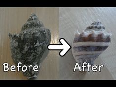 two seashells are shown before and after being cleaned